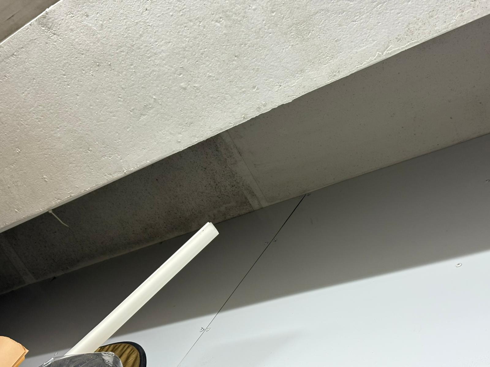 專業除霉